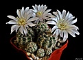 Нажмите на изображение для увеличения.

Название:	Gymnocalycium bruchii.JPG
Просмотров:	112
Размер:	214.6 Кб
ID:	373023