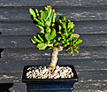 Нажмите на изображение для увеличения.

Название:	Bonsai 3.jpg
Просмотров:	233
Размер:	220.4 Кб
ID:	373029