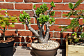 Нажмите на изображение для увеличения.

Название:	Crassula 1.jpg
Просмотров:	340
Размер:	248.2 Кб
ID:	373030