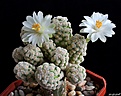 Нажмите на изображение для увеличения.

Название:	Mammillaria theresae f.albiflora..JPG
Просмотров:	121
Размер:	214.1 Кб
ID:	373031