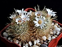 Нажмите на изображение для увеличения.

Название:	Mammillaria pennispinosa v. nazasensis.JPG
Просмотров:	147
Размер:	277.0 Кб
ID:	373032