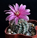 Нажмите на изображение для увеличения.

Название:	Gymnocalycium bruchii.JPG
Просмотров:	131
Размер:	165.7 Кб
ID:	373034