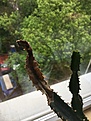 Нажмите на изображение для увеличения.

Название:	cactus1.jpg
Просмотров:	257
Размер:	137.3 Кб
ID:	373058