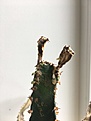 Нажмите на изображение для увеличения.

Название:	cactus2.jpg
Просмотров:	249
Размер:	77.7 Кб
ID:	373059