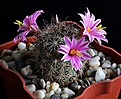 Нажмите на изображение для увеличения.

Название:	Mammillaria blossfeldiana.JPG
Просмотров:	131
Размер:	254.0 Кб
ID:	373101