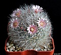 Нажмите на изображение для увеличения.

Название:	Mammillaria bocasana v.roseiflora..JPG
Просмотров:	131
Размер:	245.2 Кб
ID:	373102