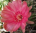 Нажмите на изображение для увеличения.

Название:	Echinopsis cv. Pink Nr.1.jpg
Просмотров:	129
Размер:	164.5 Кб
ID:	373106