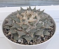 Нажмите на изображение для увеличения.

Название:	Ariocarpus_retusus.jpg
Просмотров:	530
Размер:	227.5 Кб
ID:	373134