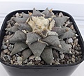 Нажмите на изображение для увеличения.

Название:	Ariocarpus_retusus_2.jpg
Просмотров:	524
Размер:	248.3 Кб
ID:	373135