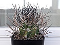 Нажмите на изображение для увеличения.

Название:	Astrophytum_capricorne_v._niveum.jpg
Просмотров:	629
Размер:	179.4 Кб
ID:	373136