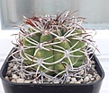 Нажмите на изображение для увеличения.

Название:	Gymnocalycium_ferox.jpg
Просмотров:	535
Размер:	259.6 Кб
ID:	373137