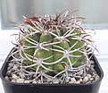 Нажмите на изображение для увеличения.

Название:	Gymnocalycium_ferox.jpg
Просмотров:	498
Размер:	259.6 Кб
ID:	373137