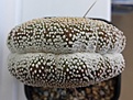 Нажмите на изображение для увеличения.

Название:	Notocactus_scopa_cv._inermis_cristatus.jpg
Просмотров:	571
Размер:	198.8 Кб
ID:	373138