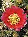 Нажмите на изображение для увеличения.

Название:	camanchica rubra.JPG
Просмотров:	578
Размер:	245.4 Кб
ID:	373166