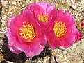 Нажмите на изображение для увеличения.

Название:	pink fl.JPG
Просмотров:	583
Размер:	316.1 Кб
ID:	373180