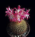 Нажмите на изображение для увеличения.

Название:	Matucana roseoalba L 173.JPG
Просмотров:	574
Размер:	104.3 Кб
ID:	373187