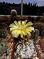 Нажмите на изображение для увеличения.

Название:	Acanthocalycium glaucum P 394 .jpg
Просмотров:	158
Размер:	233.1 Кб
ID:	373194