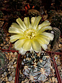 Нажмите на изображение для увеличения.

Название:	Acanthocalycium glaucum P 394.jpg
Просмотров:	146
Размер:	264.5 Кб
ID:	373195