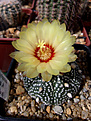 Нажмите на изображение для увеличения.

Название:	Astrophytum CAPAS x A. asterias hybr. (x «Super Kabuto»).jpg
Просмотров:	161
Размер:	217.7 Кб
ID:	373198