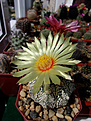 Нажмите на изображение для увеличения.

Название:	Astrophytum hybr. CAPхSK (A. capricorne v.minor х A. asterias cv.Super Kabuto).jpg
Просмотров:	165
Размер:	219.4 Кб
ID:	373199
