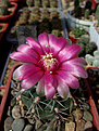 Нажмите на изображение для увеличения.

Название:	Gymnocalycium baldianum.jpg
Просмотров:	167
Размер:	209.0 Кб
ID:	373200