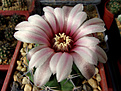 Нажмите на изображение для увеличения.

Название:	Gymnocalycium bicolor VG 063.jpg
Просмотров:	169
Размер:	193.9 Кб
ID:	373201