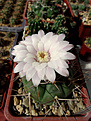 Нажмите на изображение для увеличения.

Название:	Gymnocalycium eurypleurum FR1178.jpg
Просмотров:	163
Размер:	200.0 Кб
ID:	373202