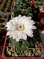 Нажмите на изображение для увеличения.

Название:	Gymnocalycium eurypleurum FR1178.jpg
Просмотров:	144
Размер:	200.0 Кб
ID:	373202