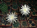 Нажмите на изображение для увеличения.

Название:	Setiechinopsis mirabilis VG 346a.jpg
Просмотров:	162
Размер:	221.3 Кб
ID:	373204