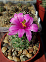 Нажмите на изображение для увеличения.

Название:	Mammillaria sheldonii.jpg
Просмотров:	162
Размер:	197.6 Кб
ID:	373205