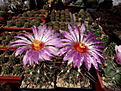Нажмите на изображение для увеличения.

Название:	Thelocactus bicolor.jpg
Просмотров:	166
Размер:	273.3 Кб
ID:	373212