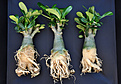 Нажмите на изображение для увеличения.

Название:	Adenium's jun. 01.jpg
Просмотров:	469
Размер:	166.2 Кб
ID:	373217