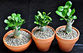 Нажмите на изображение для увеличения.

Название:	Adenium's jun. 02.jpg
Просмотров:	432
Размер:	170.7 Кб
ID:	373218