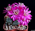 Нажмите на изображение для увеличения.

Название:	Sulcorebutia pedroensis HS76.JPG
Просмотров:	138
Размер:	190.2 Кб
ID:	373226