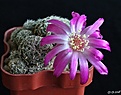 Нажмите на изображение для увеличения.

Название:	Sulcorebutia mizquensis WR194 .JPG
Просмотров:	140
Размер:	203.7 Кб
ID:	373227