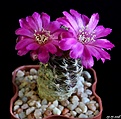 Нажмите на изображение для увеличения.

Название:	Sulcorebutia breviflora ssp.laui L314..JPG
Просмотров:	136
Размер:	156.3 Кб
ID:	373228