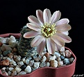 Нажмите на изображение для увеличения.

Название:	Mediolobivia rosalbiflora FR 1115.JPG
Просмотров:	141
Размер:	173.4 Кб
ID:	373229