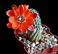 Нажмите на изображение для увеличения.

Название:	Rebutia huasiensis R313.JPG
Просмотров:	137
Размер:	113.9 Кб
ID:	373232