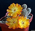 Нажмите на изображение для увеличения.

Название:	Sulcorebutia tarabucoensis v.aureiflora JK 189...JPG
Просмотров:	132
Размер:	265.3 Кб
ID:	373236