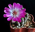Нажмите на изображение для увеличения.

Название:	Sulcorebutia rauschii .JPG
Просмотров:	138
Размер:	165.0 Кб
ID:	373237