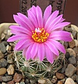 Нажмите на изображение для увеличения.

Название:	Coryphantha_hesteri_SB430_7y.JPG
Просмотров:	141
Размер:	100.5 Кб
ID:	373275