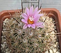 Нажмите на изображение для увеличения.

Название:	Coryphantha_pseudoechinus_SB576_11y.JPG
Просмотров:	138
Размер:	102.1 Кб
ID:	373276