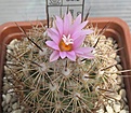 Нажмите на изображение для увеличения.

Название:	Coryphantha_pseudoechinus_SB576_11y.JPG
Просмотров:	118
Размер:	102.1 Кб
ID:	373276