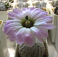Нажмите на изображение для увеличения.

Название:	Echinocereus_reichenbachii_SB941_8y.JPG
Просмотров:	137
Размер:	77.5 Кб
ID:	373277