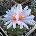 Нажмите на изображение для увеличения.

Название:	Turbinicarpus_lophophoroides_RS622_4y.JPG
Просмотров:	136
Размер:	83.4 Кб
ID:	373280