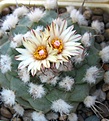 Нажмите на изображение для увеличения.

Название:	Turbinicarpus_swobodae_L1499_11y.JPG
Просмотров:	140
Размер:	86.5 Кб
ID:	373281