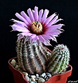 Нажмите на изображение для увеличения.

Название:	Echinocereus melanocentrus.JPG
Просмотров:	125
Размер:	174.9 Кб
ID:	373299