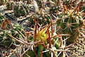 Нажмите на изображение для увеличения.

Название:	Trichocereus chilensis.JPG
Просмотров:	568
Размер:	468.8 Кб
ID:	373317
