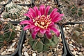 Нажмите на изображение для увеличения.

Название:	Gymnocalycium carminanthum.JPG
Просмотров:	152
Размер:	432.9 Кб
ID:	373319