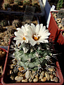 Нажмите на изображение для увеличения.

Название:	Turbinicarpus gielsdorfianus.jpg
Просмотров:	157
Размер:	326.6 Кб
ID:	373325